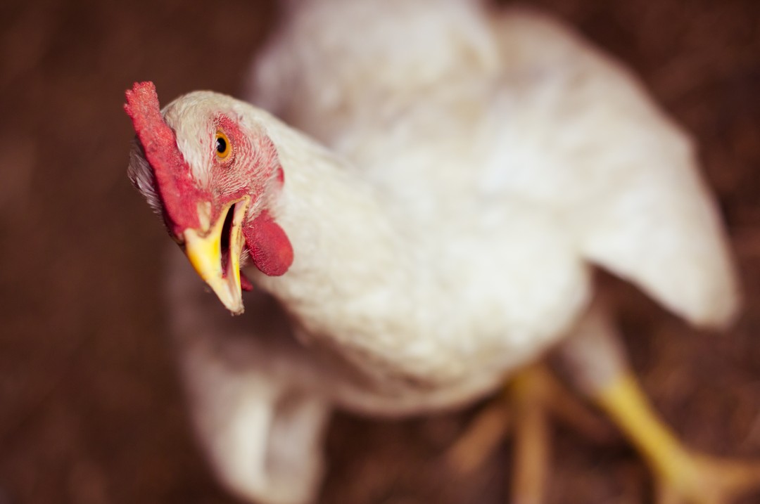 12-nature-farm-photography