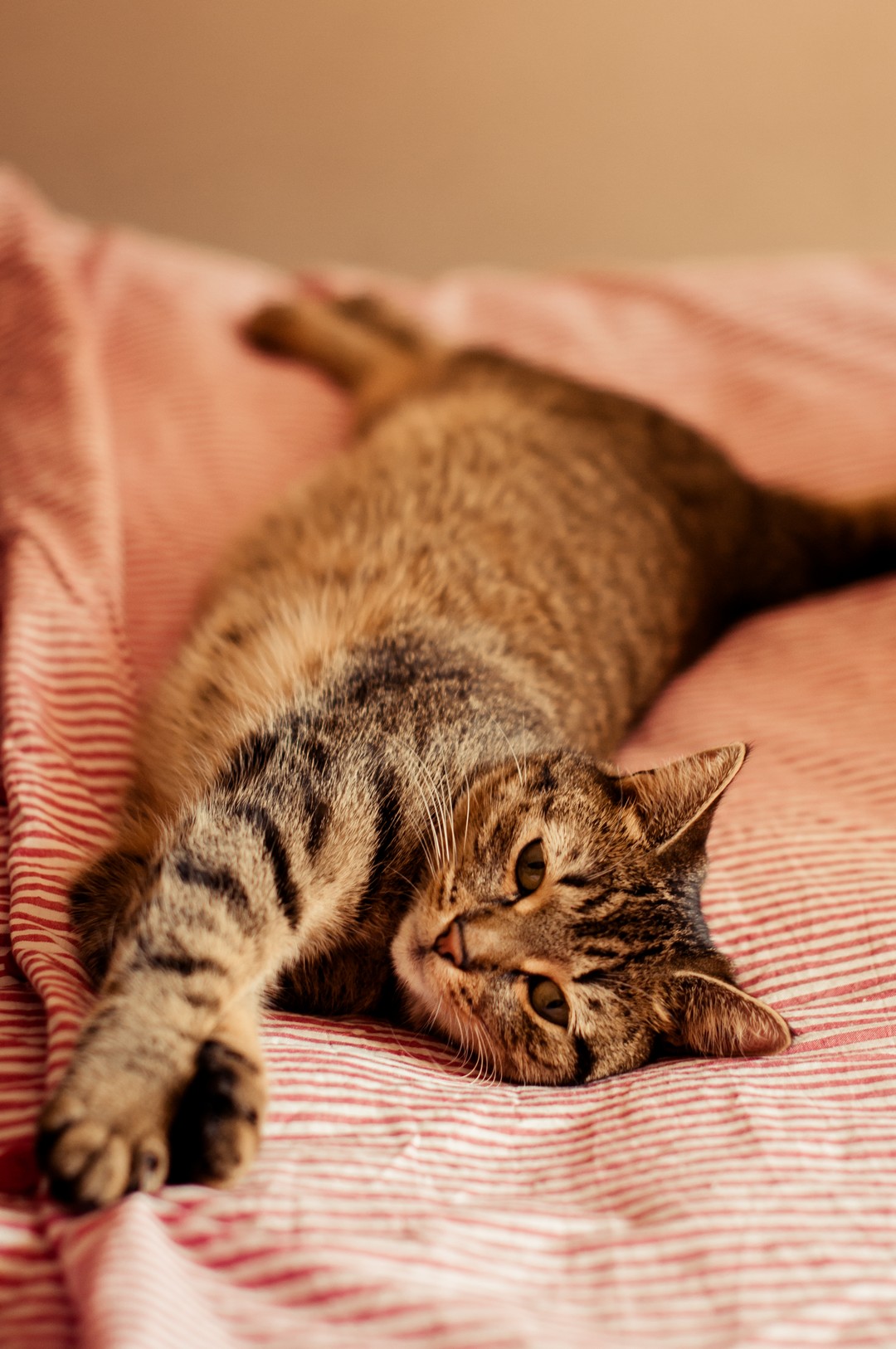 5-cute-photography-cats