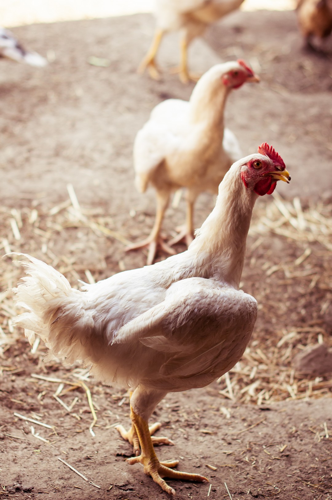 9-session-farm-organic-nature