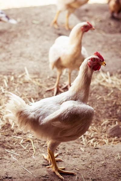 9-session-farm-organic-nature